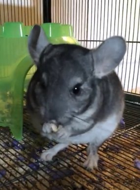 Shinobu the chinchilla